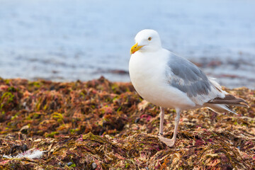 Seabird Portrait at Natural  Habitat / Seagull bird at heap of fresh seaweed after storm as food source - 502908506