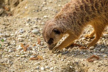 meerkat standing on the ground