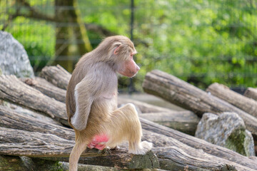 baboon in the zoo