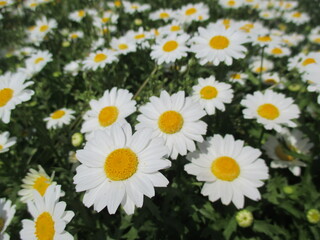 Fototapeta premium 春の花壇に美しく咲き誇る、可憐な白いマーガレット