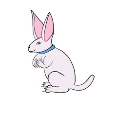 animal is rabbit with drawing