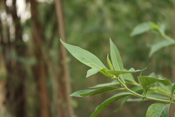 Leaves