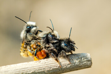 Wild solitary bee Osmia cornuta mating. Three Bees on top of each other. Pairing in springtime. 