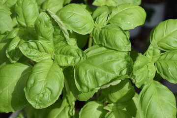 frisches Basilikum