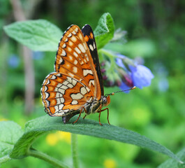 The butterfly Sarce fritillary Euphydryas maturna lives on the outskirts of damp meadows and...