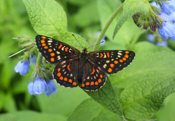 The butterfly Sarce fritillary Euphydryas maturna lives on the outskirts of damp meadows and forests. Due to habitat degradation, its number in Europe is declining everywhere