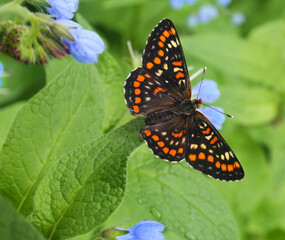 The butterfly Sarce fritillary Euphydryas maturna lives on the outskirts of damp meadows and forests. Due to habitat degradation, its number in Europe is declining everywhere