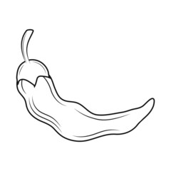 chili pepper sketch icon