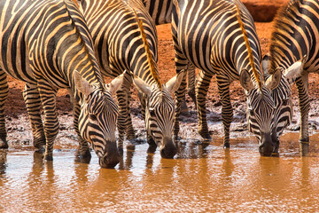 Fototapeta na wymiar Plains zebras, Equus quagga, quench their thirst at a waterhole.