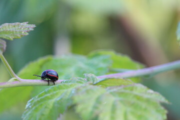 Black and red bug walking on raspberry vine