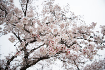 桜がいっぱい