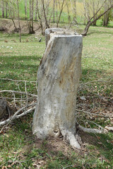 dry poplar tree, dry tree stump, dry tree with roots,
