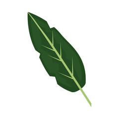 tropical natural leaf