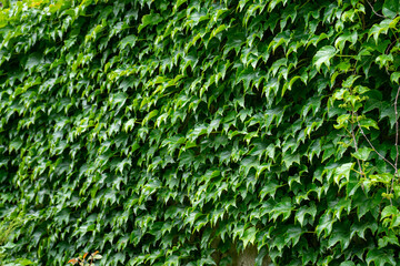 Wall of green leaves of wild grapes