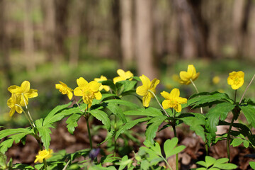 Spring flowers in a forest, yellow anemone buttercup in sunlight. Background with vivid colors of wild nature