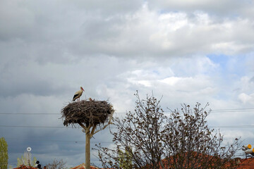 there is a stork's nest and a female stork and a male stork in the nest, in the spring the storks return to their nests, © kodbanker