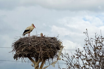 there is a stork's nest and a female stork and a male stork in the nest, in the spring the storks return to their nests,