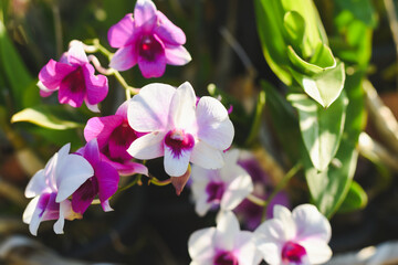 Naklejka na ściany i meble Purple orchids and beautiful sunlight in a beautiful evening