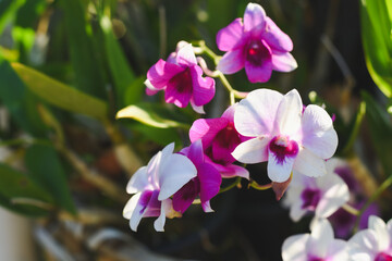Naklejka na ściany i meble Purple orchids and beautiful sunlight in a beautiful evening