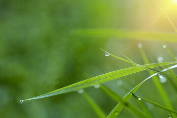 Defocus. Green grass close-up with dewdrops, sunbeams, glare and copy space. Conceptual photo.