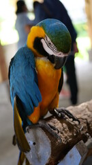 Exotic birds live in the tropics of Indonesia, looks very beautiful