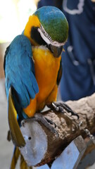 Exotic birds live in the tropics of Indonesia, looks very beautiful