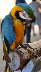 Exotic birds live in the tropics of Indonesia, looks very beautiful