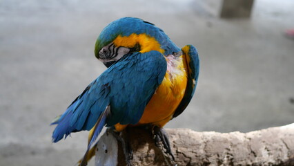Fototapeta na wymiar Exotic birds live in the tropics of Indonesia, looks very beautiful