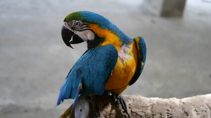 Exotic birds live in the tropics of Indonesia, looks very beautiful
