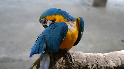 Exotic birds live in the tropics of Indonesia, looks very beautiful