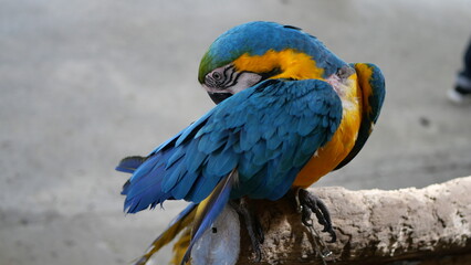 Exotic birds live in the tropics of Indonesia, looks very beautiful