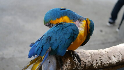 Exotic birds live in the tropics of Indonesia, looks very beautiful