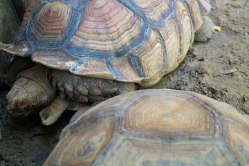 Sulcata Tortoise or African spurred tortoise is the giant turtle and eat morning glory and grass...