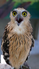 Exotic birds live in the tropics of Indonesia, looks very beautiful