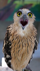 Exotic birds live in the tropics of Indonesia, looks very beautiful