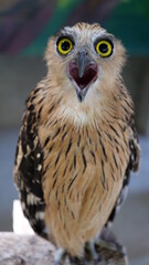 Exotic birds live in the tropics of Indonesia, looks very beautiful