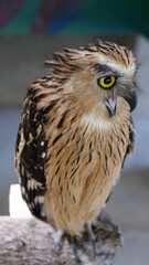 Exotic birds live in the tropics of Indonesia, looks very beautiful