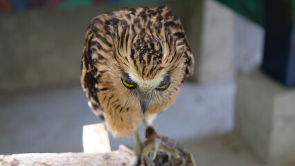 Exotic birds live in the tropics of Indonesia, looks very beautiful