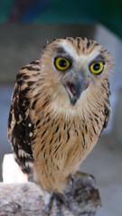 Exotic birds live in the tropics of Indonesia, looks very beautiful