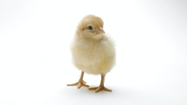 Tiny newborn poultry chicken chick on light white studio background. Concept of traditional easter bird, spring celebration. Isolated object, perfect for projects.