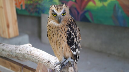 Exotic birds live in the tropics of Indonesia, looks very beautiful