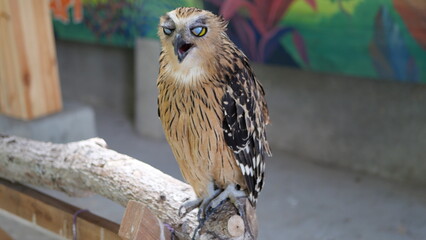 Exotic birds live in the tropics of Indonesia, looks very beautiful