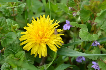 yellow dandelion flower