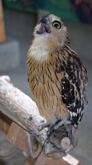 Exotic birds live in the tropics of Indonesia, looks very beautiful