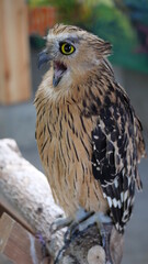 Exotic birds live in the tropics of Indonesia, looks very beautiful