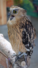 Exotic birds live in the tropics of Indonesia, looks very beautiful