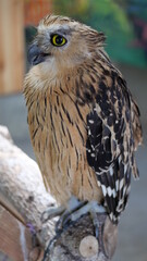 Exotic birds live in the tropics of Indonesia, looks very beautiful