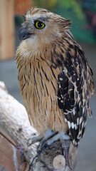 Exotic birds live in the tropics of Indonesia, looks very beautiful