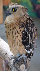 Exotic birds live in the tropics of Indonesia, looks very beautiful