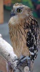 Exotic birds live in the tropics of Indonesia, looks very beautiful